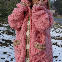 Pink01