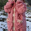 Pink02